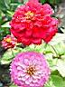 213_Flowers in Schlob Sanssouci.JPG